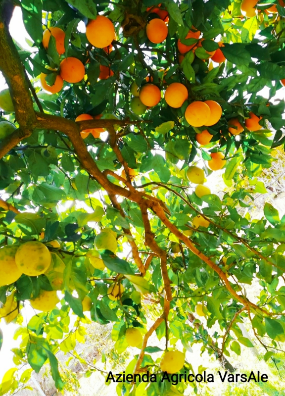 Ortofrutta preview